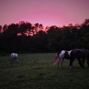 Meet your Posher, Kayden